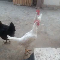 جوجه خروس سفید۲عدد