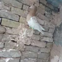 کفترا همه گرفتی