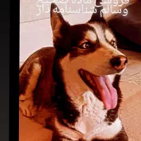 واگذاری وسرپرستی قبول میکنم