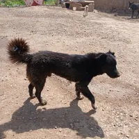 سگ ۲ سال واسیه نگهبانی