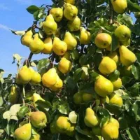 رقم گلابی بیروتی