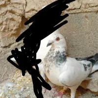 سوسکی فری ماده خطدار