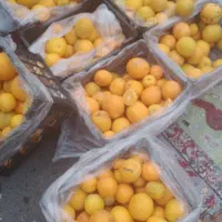 پخش پرتقال کوهی بهترین نوع پرتقال تابستانه