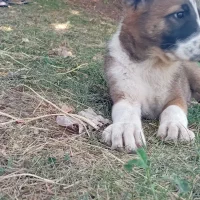 حیوانات سگ سرابی