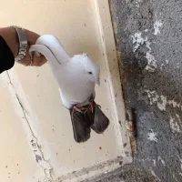 کفتر|پرنده|کرمانشاه, |دیوار