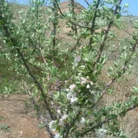 فروش-باغ-در-روستای-کنگاور