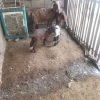 بز بابزغاله|حیوانات مزرعه|شوش, |دیوار