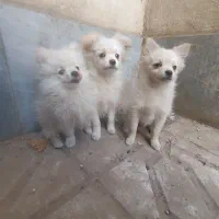 توله پامرانین ۴ ماهه