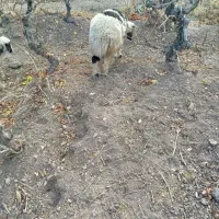 بره نر|حیوانات مزرعه|مروست, |دیوار