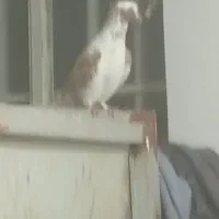 پشت دار