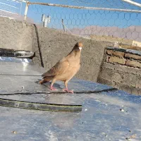 زرد|پرنده|فردوس (کرمان), |دیوار