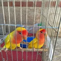 کوتوله برزیلی ماده