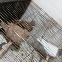 ۴عدد کبوتر فروشی ۴ملیون