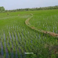 برنج هاشمی استانه اشرفیه|خوردنی و آشامیدنی|قم, پاسدار|دیوار