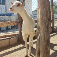 نری جوان|حیوانات مزرعه|تخت, |دیوار