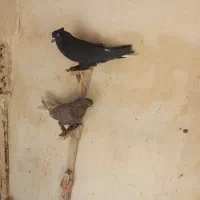 کفتر کبوتر دم سفید|پرنده|شیراز, نیستان|دیوار