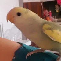 طوطی برزیلی کاکل زری|پرنده|تهران, باشگاه نفت|دیوار