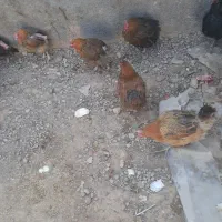 مرغ محلی|حیوانات مزرعه|اصفهان, امامزاده اسماعیل|دیوار