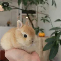 خرگوش مینیاتوری یکماهه|موش و خرگوش|تهران, جیحون|دیوار