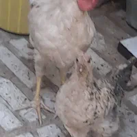 مرغ وخروس
