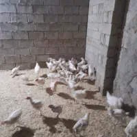 مرغ تخم گذار