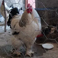 خروس برهما لایت اصیل