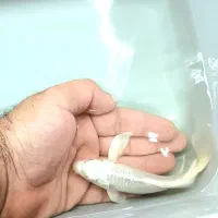 ماهی کوی پلاتینیوم باله بلند|ماهی|پرند, فاز ۳|دیوار