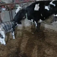 گاو و گوساله