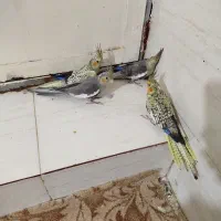 جوجه عروس هلندی