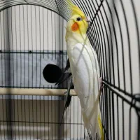 عروس هلندی جفت|پرنده|زنجان, |دیوار