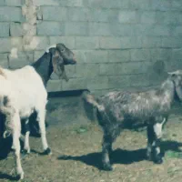 یک راس بز درشت|حیوانات مزرعه|فریمان, |دیوار