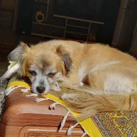 سگ گمشده|حیوانات|نجف‌آباد, پادگان|دیوار