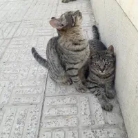 گربه های بامزه ۵ ماهه