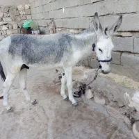 الاغ