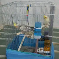 پرنده با قفس