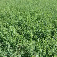 یونجه حیوانی