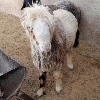 بره قوچ کری