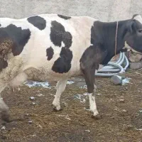 گاو سیمنتال با گوساله ماده|حیوانات مزرعه|نظر کهریزی, |دیوار