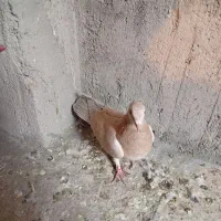 کفتر|پرنده|مشهد, مشکینی (شهرک غرب)|دیوار