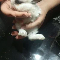 خرگوش مینی لوپ