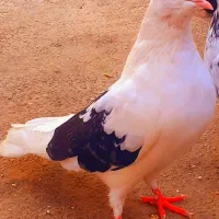 کبوتر پرشی
