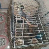 عروس هلندی