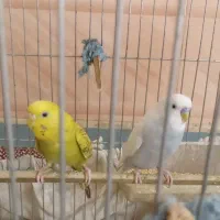 یه جفت مرغ عشق نر و ماده