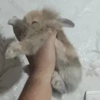 بچه خرگوش لوپ