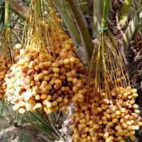 فروش انواع نخل خرما درخت مرکبات|عمده‌فروشی|کاشان, سلطان امیر احمد|دیوار