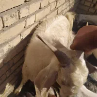 سلام دوستان عزیز|حیوانات مزرعه|جیرفت, |دیوار