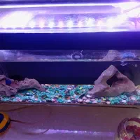 اکواروم و ماهی فایتر