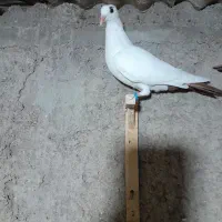 ماده دوم گلی