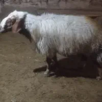 قوچ بختیاری اصیل|حیوانات مزرعه|گوآور, |دیوار