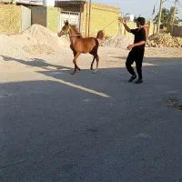 کره نریون یکسر زیبایی